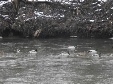 Ptasia Godzinka w Załęczańskim Parku Krajobrazowym, <p>Fot. K. Gara</p>